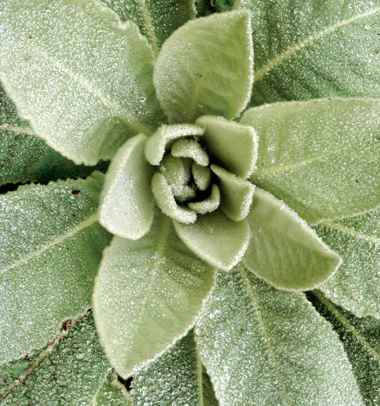 Mullein Leaf