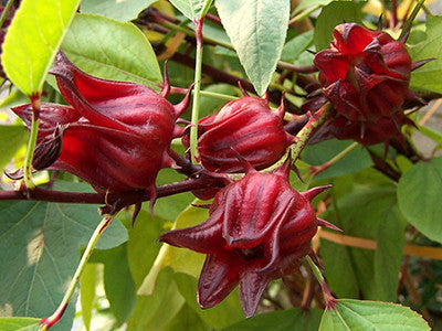 Hibiscus Flower